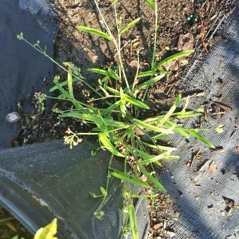 thumbnail for publication: Biology and Management of Doveweed (Murdannia nudiflora) in Ornamental Crop Production